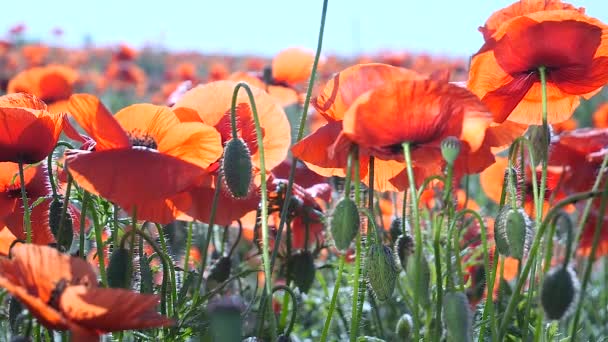 Lato Makowe Kwiaty Zielonym Polu — Wideo stockowe