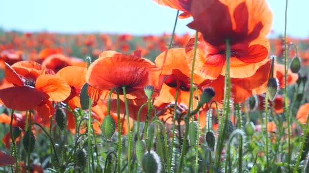 Zomer Papaver Bloemen Groen Veld — Stockvideo