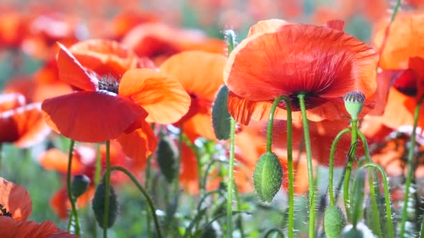 Καλοκαιρινά Λουλούδια Παπαρούνας Στο Πράσινο Πεδίο — Αρχείο Βίντεο