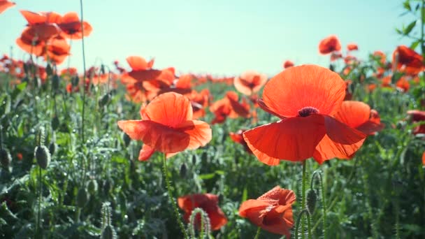 Sommar Vallmo Blommor Grönt Fält — Stockvideo