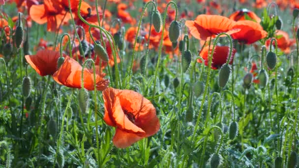 Zomer Papaver Bloemen Groen Veld — Stockvideo