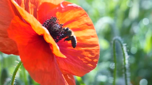 Zomer Papaver Bloemen Groen Veld — Stockvideo