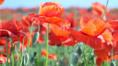 Yeşil tarlada gelincik çiçekleri