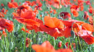 Yeşil tarlada gelincik çiçekleri