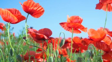 Yeşil tarlada gelincik çiçekleri