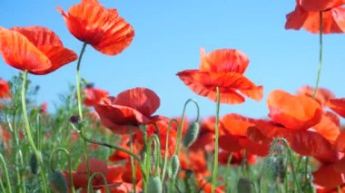 Yeşil tarlada gelincik çiçekleri