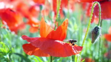 Yeşil tarlada gelincik çiçekleri