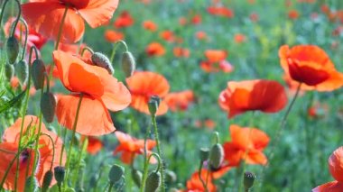 Yeşil tarlada gelincik çiçekleri
