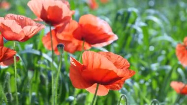 Yeşil tarlada gelincik çiçekleri