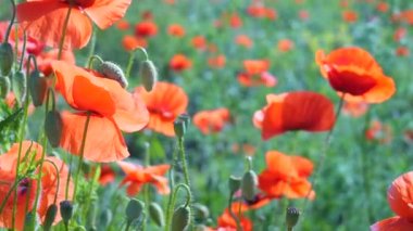 Yeşil tarlada gelincik çiçekleri