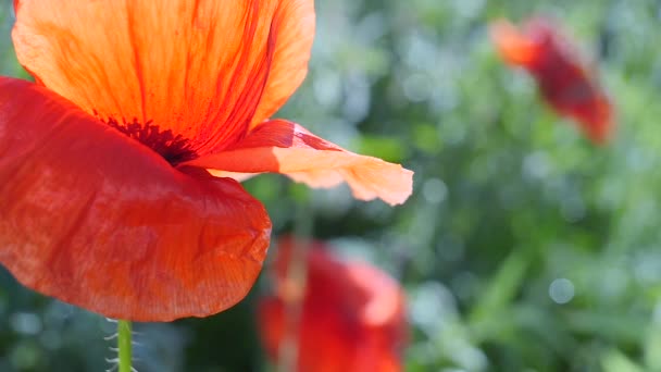 Sommar Vallmo Blommor Grönt Fält — Stockvideo