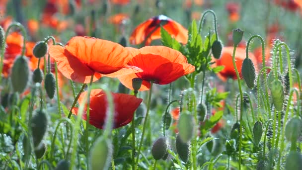 Sommermohn Blüht Auf Der Grünen Wiese — Stockvideo