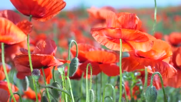 Sommar Vallmo Blommor Grönt Fält — Stockvideo