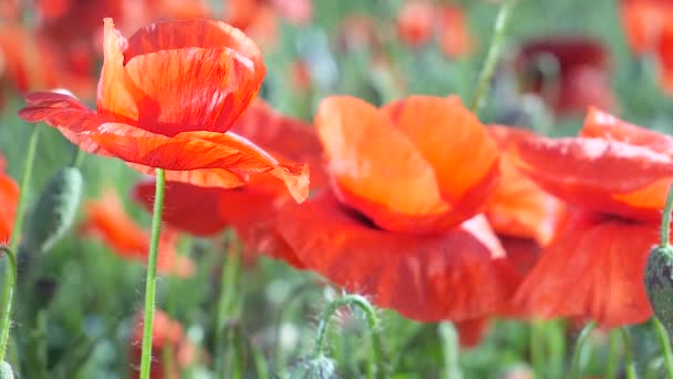 Sommar Vallmo Blommor Grönt Fält — Stockvideo