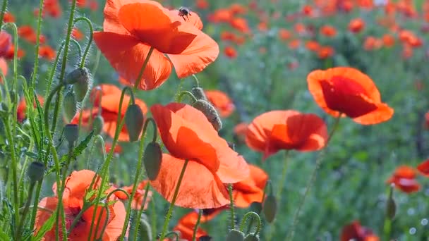 Zomer Papaver Bloemen Groen Veld — Stockvideo