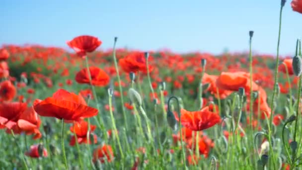 Zomer Papaver Bloemen Groen Veld — Stockvideo