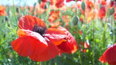 Yeşil tarlada gelincik çiçekleri