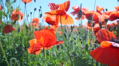 Yeşil tarlada gelincik çiçekleri