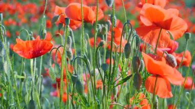 Yeşil tarlada gelincik çiçekleri