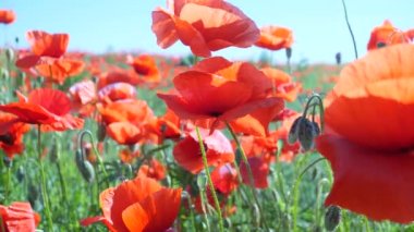 Yeşil tarlada gelincik çiçekleri