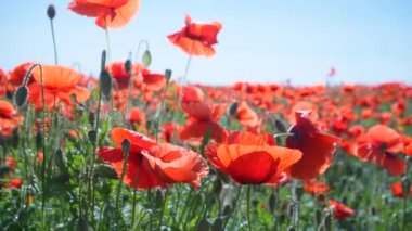 Yeşil tarlada gelincik çiçekleri