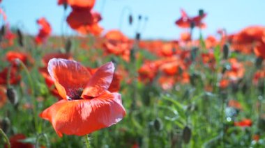 Yeşil tarlada gelincik çiçekleri