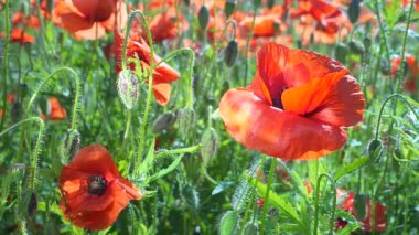 Yeşil tarlada gelincik çiçekleri