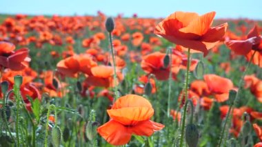 Yeşil tarlada gelincik çiçekleri