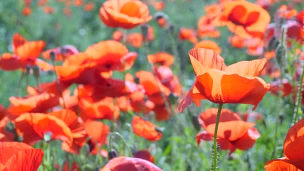 Sommar Vallmo Blommor Grönt Fält — Stockvideo