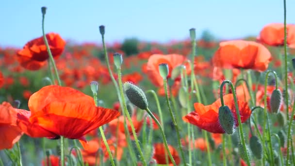 Fleurs Pavot Été Sur Champ Vert — Video