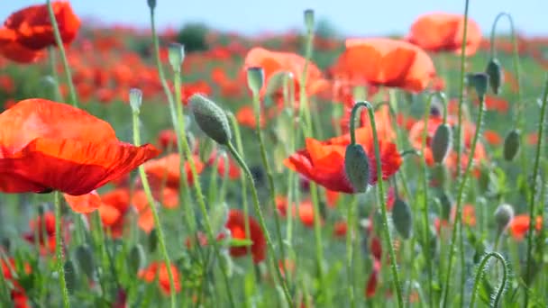 Flores Amapola Verano Campo Verde — Vídeo de stock