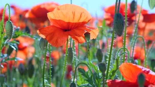 Sommermohn Blüht Auf Der Grünen Wiese — Stockvideo