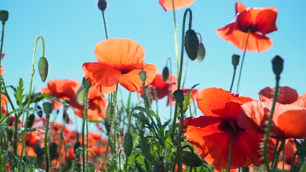 Zomer Papaver Bloemen Groen Veld — Stockvideo