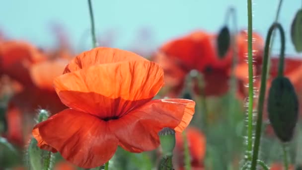 Zomer Papaver Bloemen Groen Veld — Stockvideo