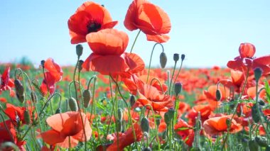 Yeşil tarlada gelincik çiçekleri