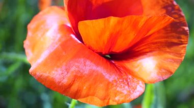 Yeşil tarlada gelincik çiçekleri