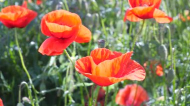 Yeşil tarlada gelincik çiçekleri