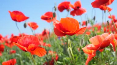 Yeşil tarlada gelincik çiçekleri