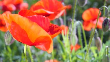 Yeşil tarlada gelincik çiçekleri