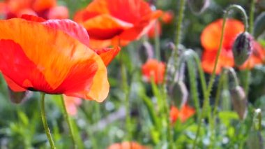 Yeşil tarlada gelincik çiçekleri