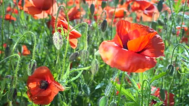 Sommar Vallmo Blommor Grönt Fält — Stockvideo