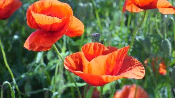 Zomer Papaver Bloemen Groen Veld — Stockvideo