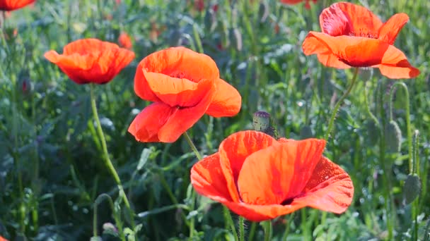 Sommar Vallmo Blommor Grönt Fält — Stockvideo