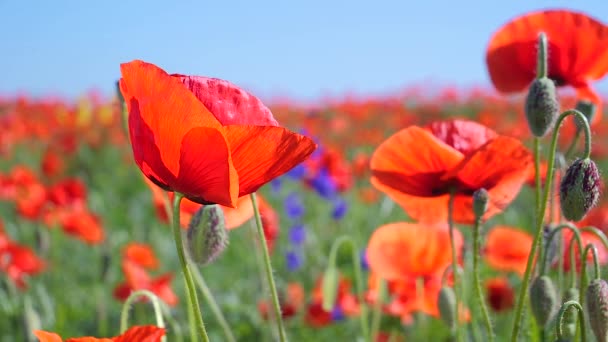 Sommar Vallmo Blommor Grönt Fält — Stockvideo