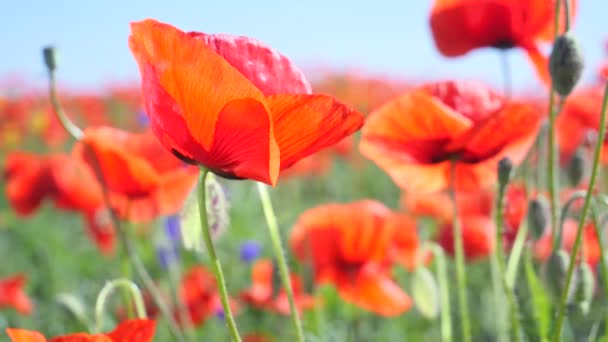 Zomer Papaver Bloemen Groen Veld — Stockvideo