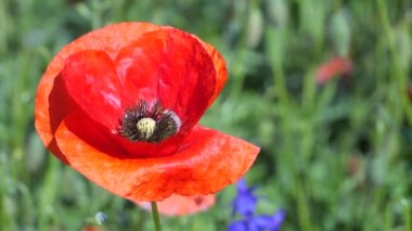 Yeşil tarlada gelincik çiçekleri