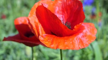 Yeşil tarlada gelincik çiçekleri