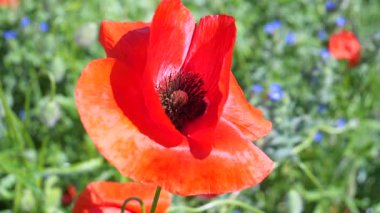 Yeşil tarlada gelincik çiçekleri