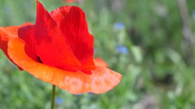 Yeşil tarlada gelincik çiçekleri