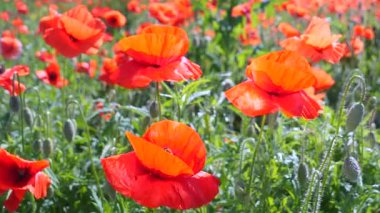 Yeşil tarlada gelincik çiçekleri